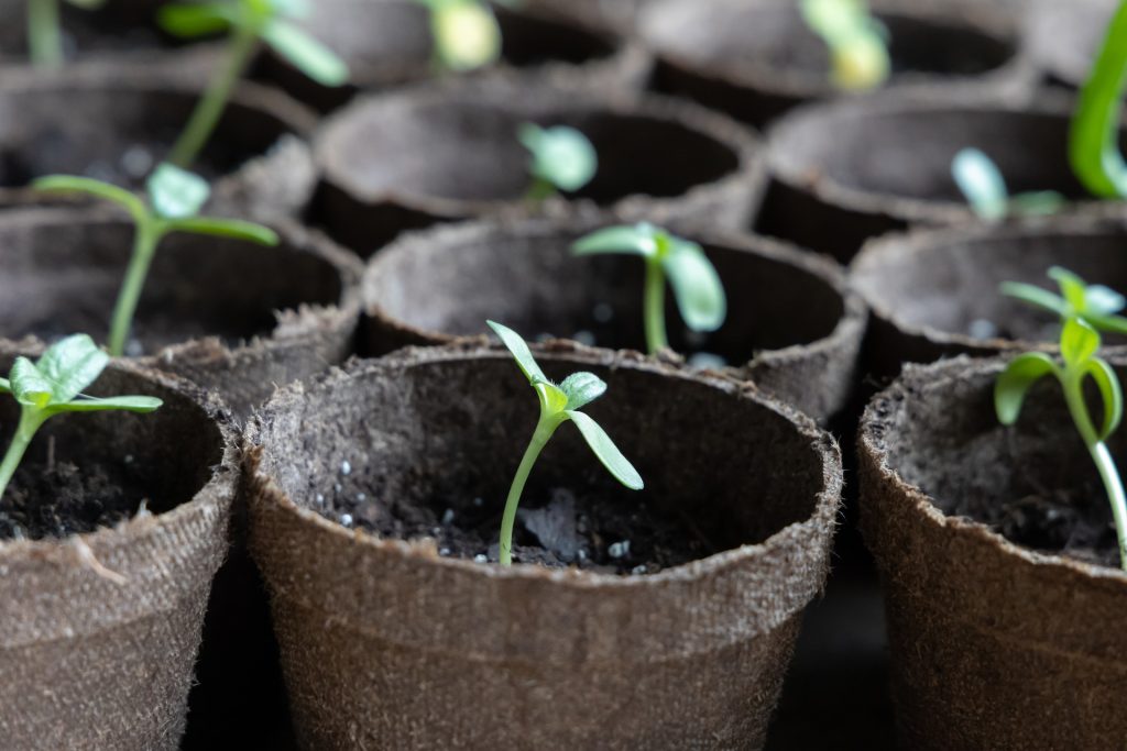 Seedlings emerging from small pots.