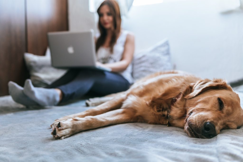 A woman works on her laptop while her dog sleeps in the bed next to her.